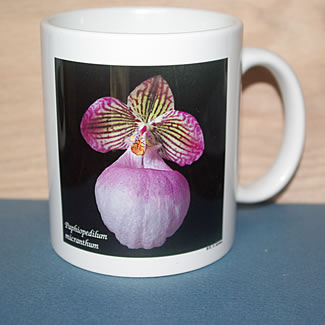 mug DS-091 6670.jpg